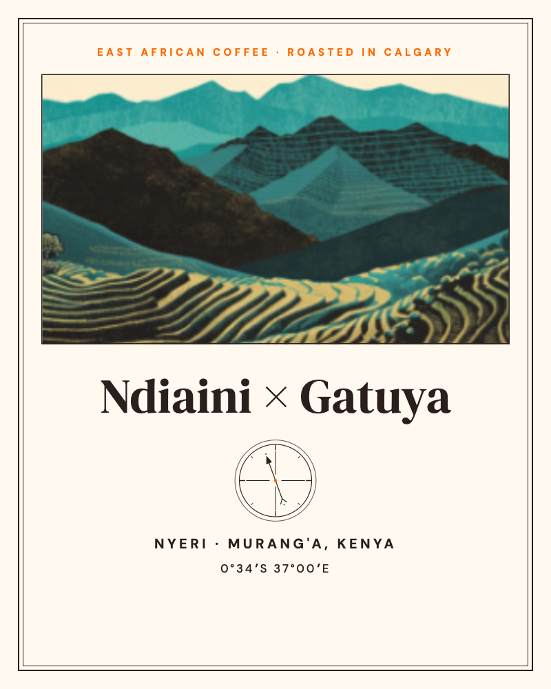 Ndiaini × Gatuya Peaberry: Safari 97 Kenyan coffee label, Nyeri and Murang'a